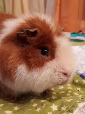 Struppi, Pflegestelle in 85586 Poing - männlich