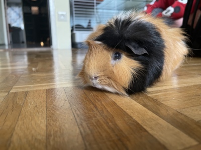 Struppi, Verschiedene süße männliche Meerschweinchen B - männlich