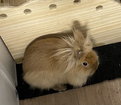 Stupsi,Milli und Toffi, Kaninchen m/w - männlich