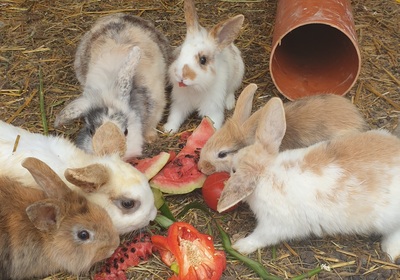 Süße Zwergkaninchen zu verschenken, Zwergkaninchen Jungtier - weiblich