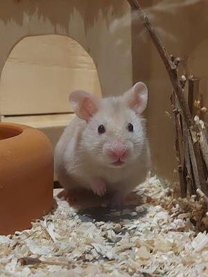 Sunny, Goldhamster - weiblich
