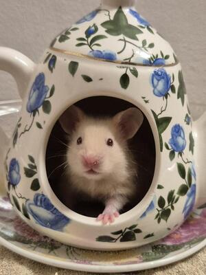 Sunny, Goldhamster - weiblich