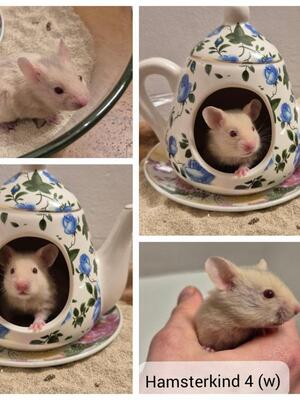 Sunny, Goldhamster - weiblich