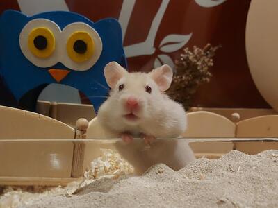 Sunny, Goldhamster - weiblich