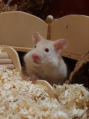 Sunny, Goldhamster - weiblich