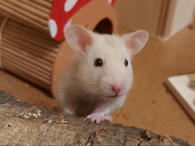 Sunny, Goldhamster - weiblich