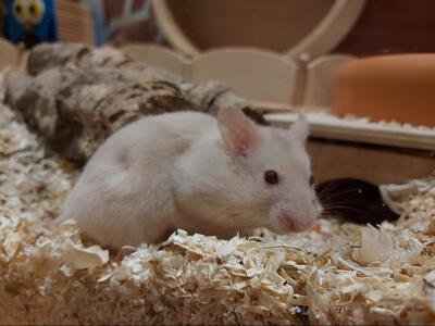 Sunny, Goldhamster - weiblich