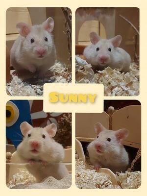 Sunny, Goldhamster - weiblich