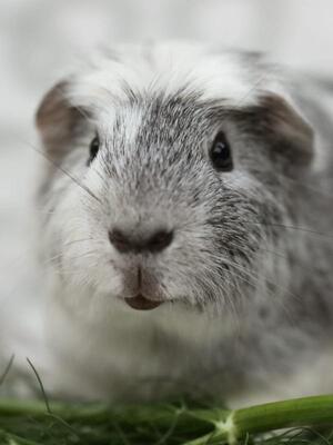 Sweety, English-Crested-Meerschweinchen - männlich