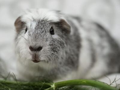 Sweety, English-Crested-Meerschweinchen - männlich