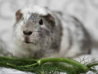 Sweety, English-Crested-Meerschweinchen - männlich