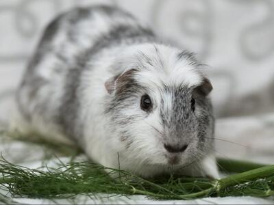 Sweety, English-Crested-Meerschweinchen - männlich