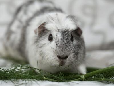 Sweety, English-Crested-Meerschweinchen - männlich