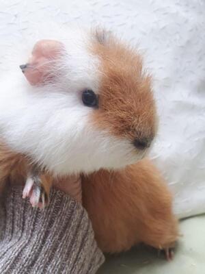 Teddy, Pflegestelle in 85586 Poing - männlich