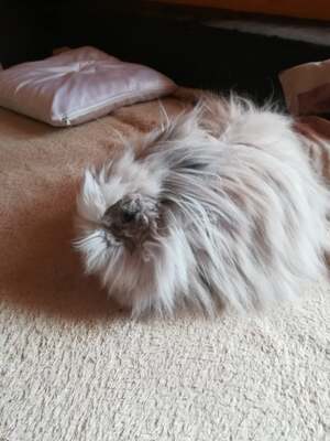 Teddy, Teddyzwerge - männlich