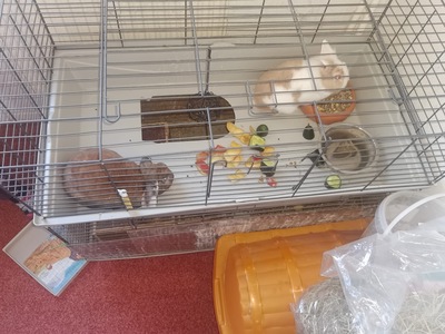 Teddy und Floppy, Kaninchen m/w - männlich