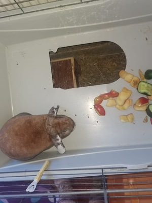 Teddy und Floppy, Kaninchen m/w - männlich