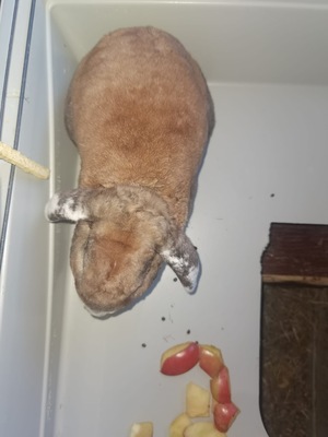 Teddy und Floppy, Kaninchen m/w - männlich