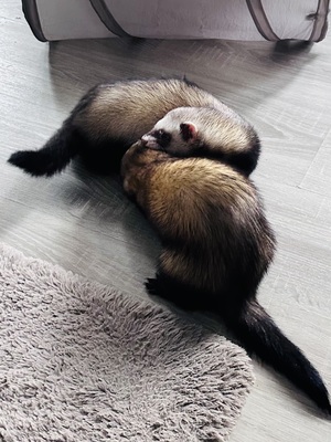 Timon und Pumba, Frettchen - männlich