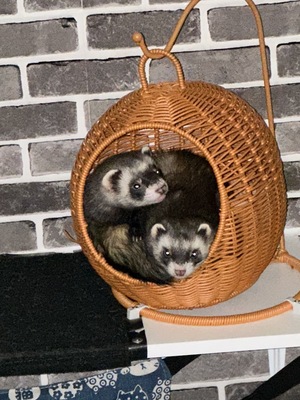 Timon und Pumba, Frettchen - männlich