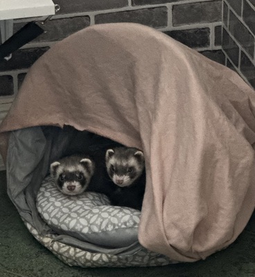 Timon und Pumba, Frettchen - männlich