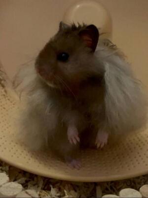 Toby, Mittelhamster (Teddyhamster) - männlich