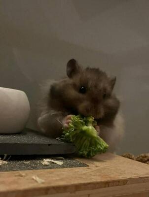 Toby, Mittelhamster (Teddyhamster) - männlich
