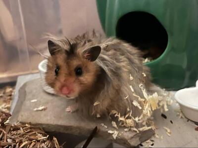 Tommy, Mittelhamster (Teddyhamster) - männlich