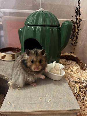 Tommy, Mittelhamster (Teddyhamster) - männlich
