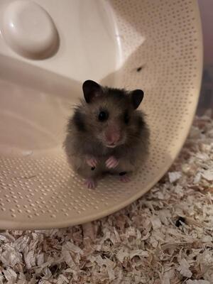 Tommy, Mittelhamster (Teddyhamster) - männlich
