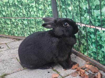 Torvi, Zwergkaninchen - weiblich