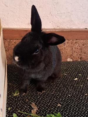 Torvi, Zwergkaninchen - weiblich