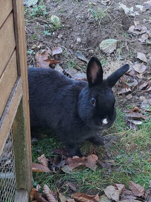 Torvi, Zwergkaninchen - weiblich