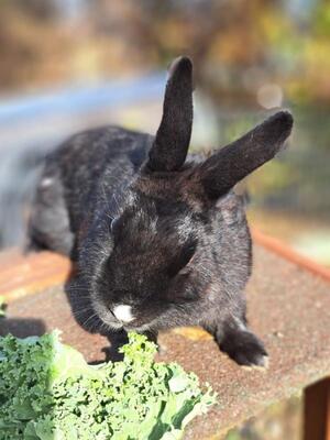 Torvi, Zwergkaninchen - weiblich