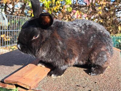 Torvi, Zwergkaninchen - weiblich