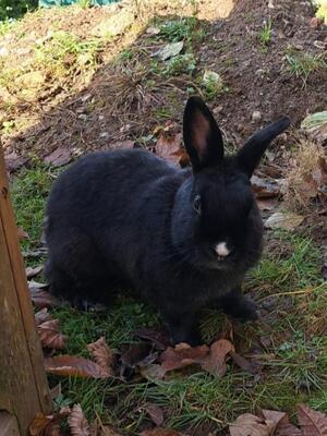 Torvi, Zwergkaninchen - weiblich