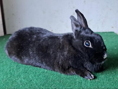 Torvi, Zwergkaninchen - weiblich