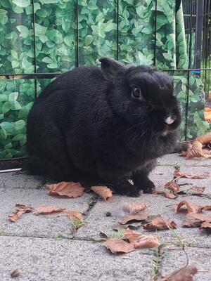 Torvi, Zwergkaninchen - weiblich