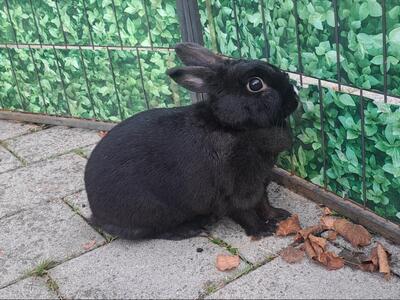 Torvi, Zwergkaninchen - weiblich