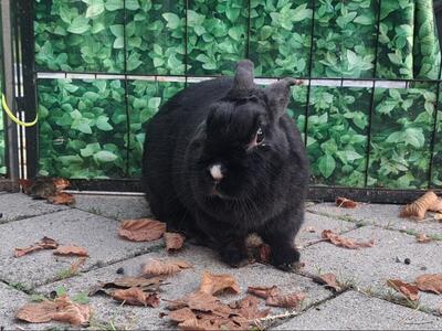 Torvi, Zwergkaninchen - weiblich