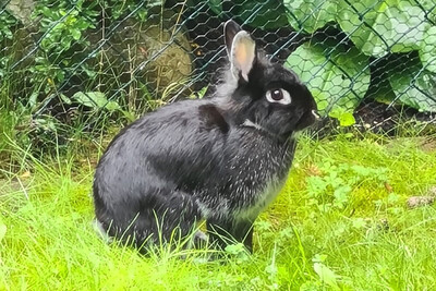 Tschernuschko, Zwergkaninchen Jungtier - männlich