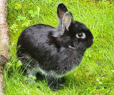 Tschernuschko, Zwergkaninchen Jungtier - männlich