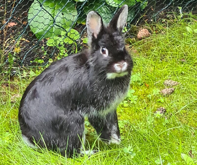 Tschernuschko, Zwergkaninchen Jungtier - männlich