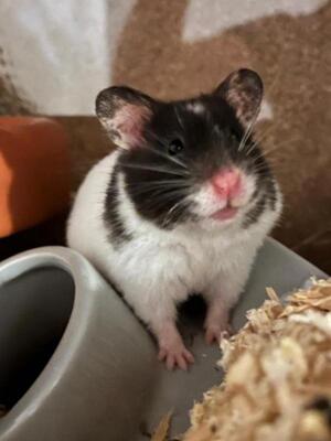 Tulpe, Mittelhamster (Goldhamster) - weiblich