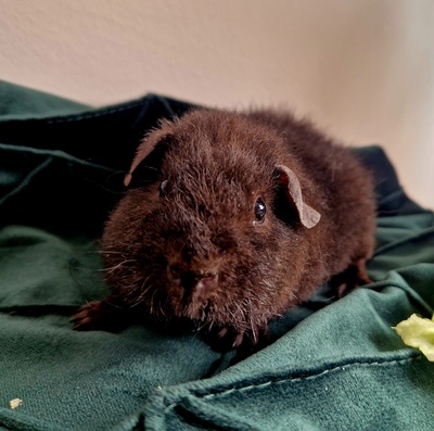 US-Teddy Jungtier - männlich