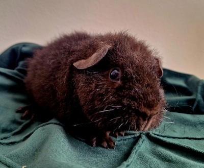 US-Teddy Jungtier - männlich