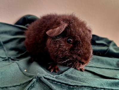 US-Teddy Jungtier - männlich