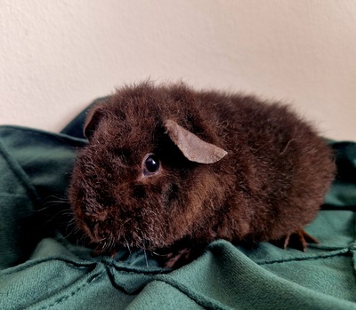 US-Teddy Jungtier - männlich