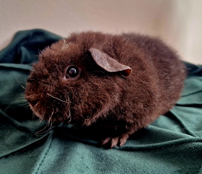 US-Teddy Jungtier - männlich