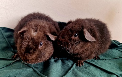 US-Teddy Jungtier - männlich